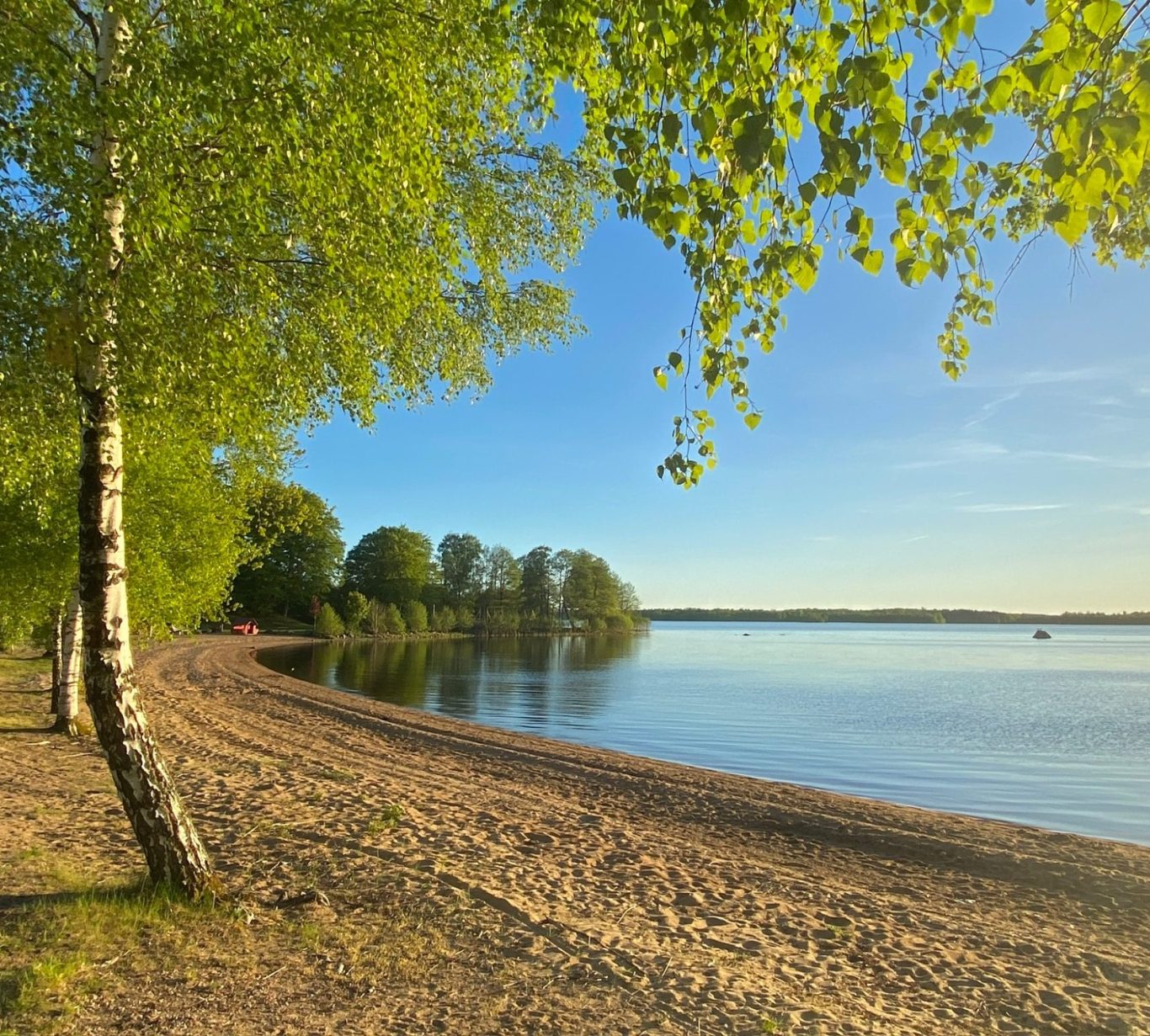 Ein ruhiger Strand mit sattgrünen Birken, Sand und einem See unter blauem Himmel.